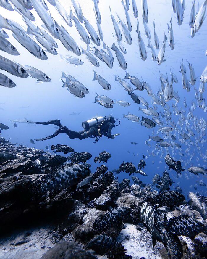 Diver swimming amid a large school of fish in a vibrant underwater scene, showcasing incredible marine life.