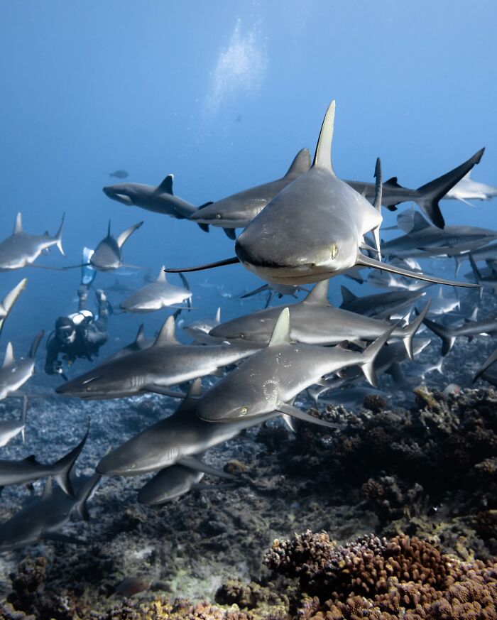 Marine life photo of a shark group swimming over coral, with a diver in the background.