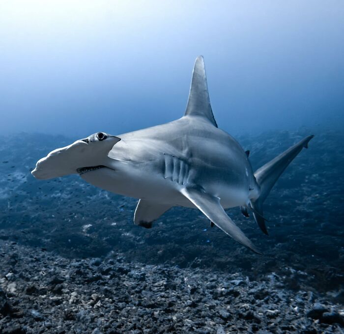 Hammerhead shark swimming in clear ocean water, showcasing the beauty of marine life.