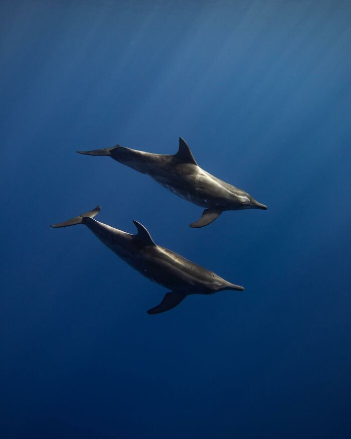Two dolphins swimming gracefully in deep blue ocean, captured in stunning marine life photography.