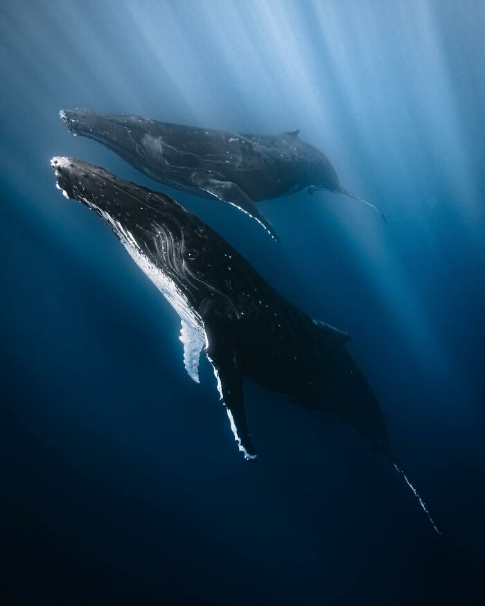 Two humpback whales gracefully swimming underwater, captured in stunning marine life photography.