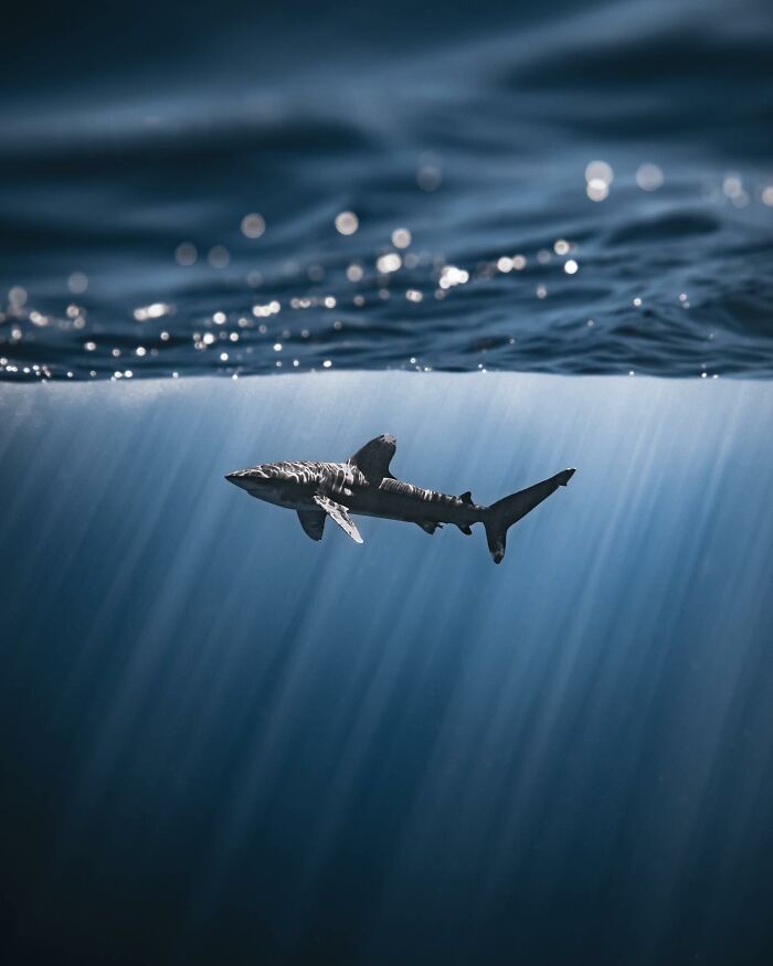 Shark swimming under sunlit water, showcasing incredible marine life photography.
