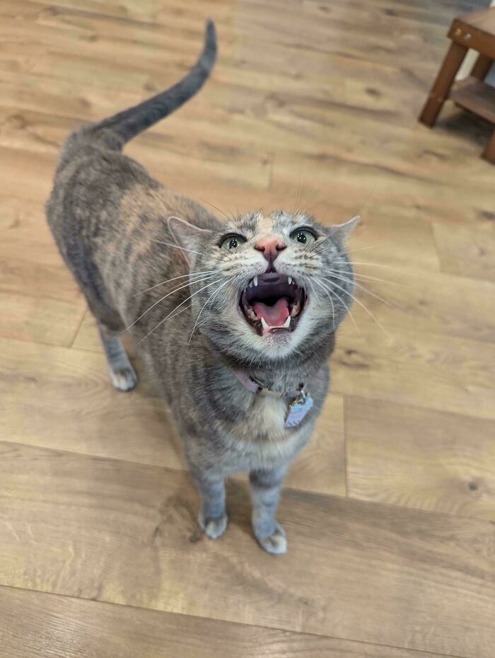 A gray tabby cat with a collar standing on wooden floor meowing loudly with mouth wide open.