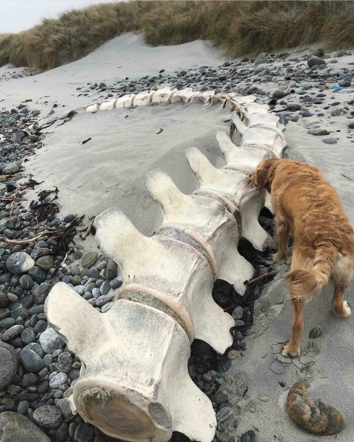 Large vertebrae bones partially buried in sand on a beach with a dog inspecting them, illustrating megalophobia.