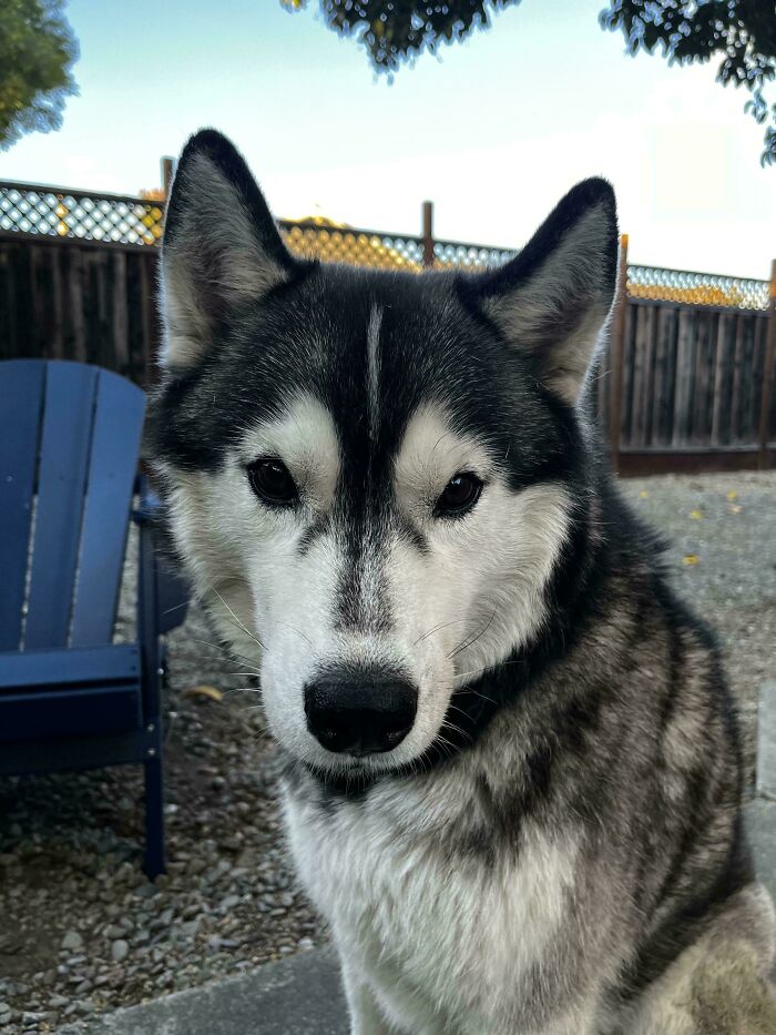 A husky dog sitting in a backyard, next to a blue chair, with a wooden fence in the background.