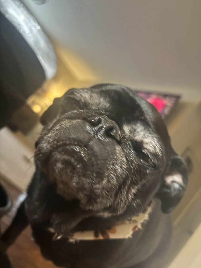 A dog looking confused indoors, showcasing amusing shenanigans.