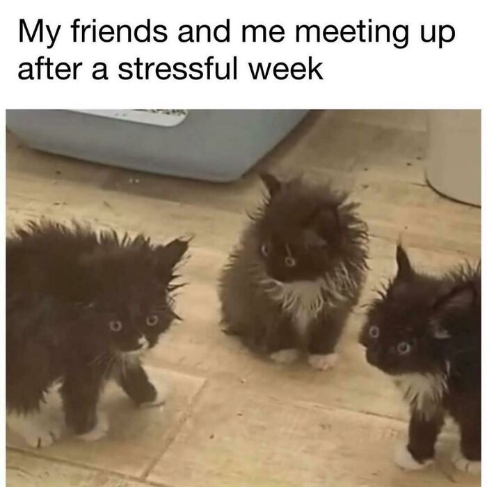 Three wet kittens on a floor captioned "My friends and me meeting up after a stressful week," showcasing mental health humor.