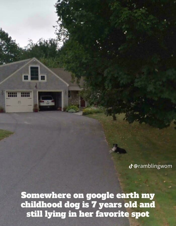 Dog lying on grass next to driveway, captured on Google Earth, near a house.
