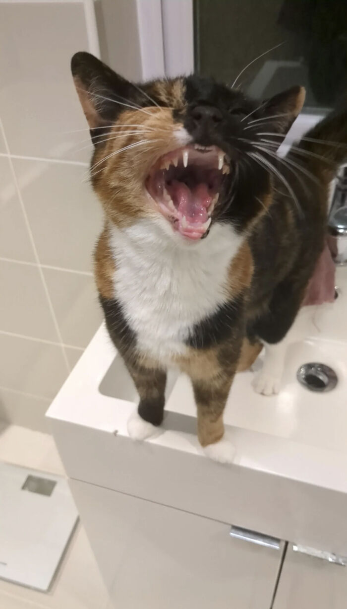 Calico cat standing on a bathroom sink, mid-meow with mouth wide open showing teeth and tongue.
