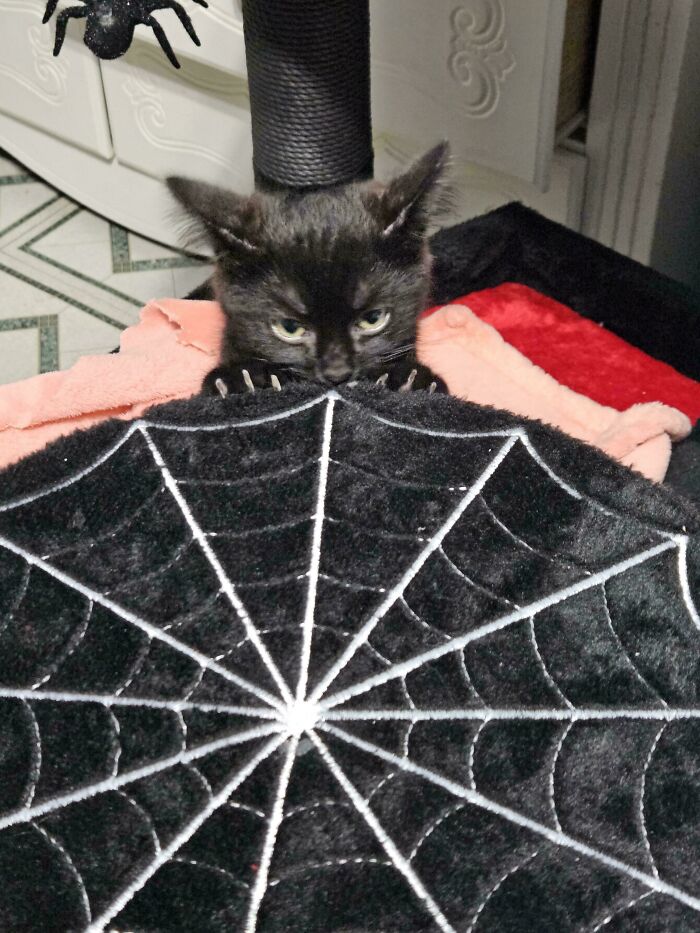 Black kitten with sharp claws peeking from behind a spiderweb-patterned blanket.