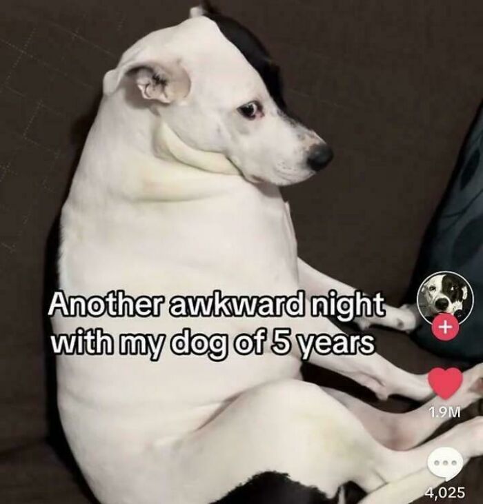 Dog sitting awkwardly on a couch, looking puzzled, with humorous text overlay.