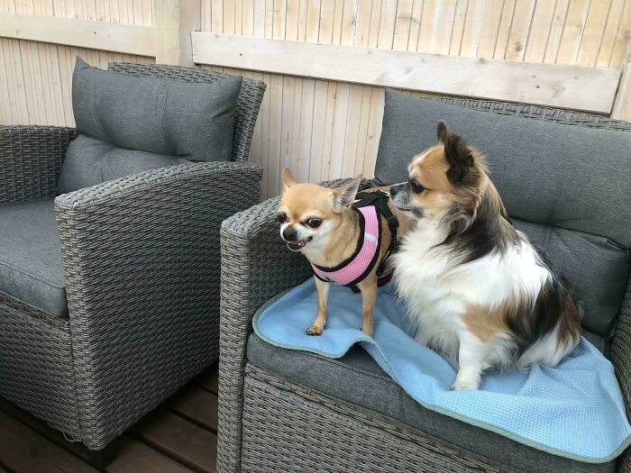 Two small dogs on a chair, one growling playfully while the other watches, exemplifying funny dog shenanigans.