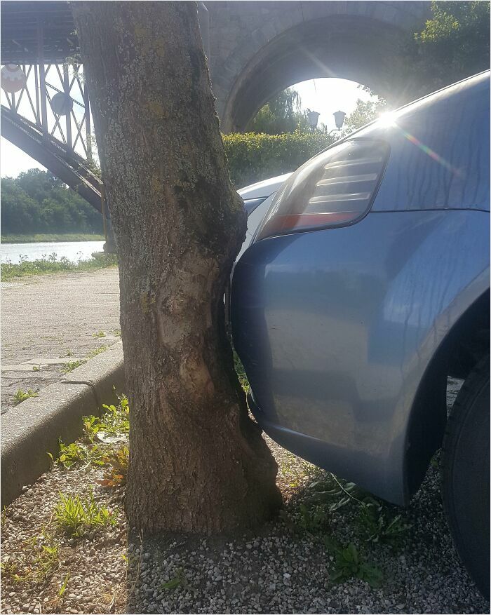 Car perfectly fits against a tree trunk, illustrating a satisfying-perfect-fit.