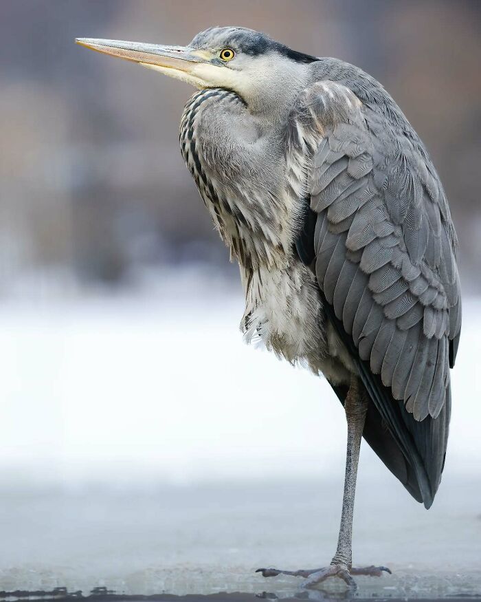Close-up of a grey heron standing on one leg, showcasing detailed wildlife photography by a Finnish photographer.