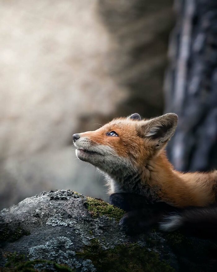 Close-up photo of a young fox looking upwards, captured by a Finnish photographer.
