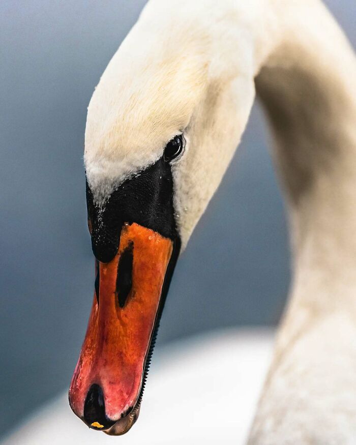 Close-up photo of a swan, showcasing the wildlife beauty with its striking orange beak and elegant white feathers.