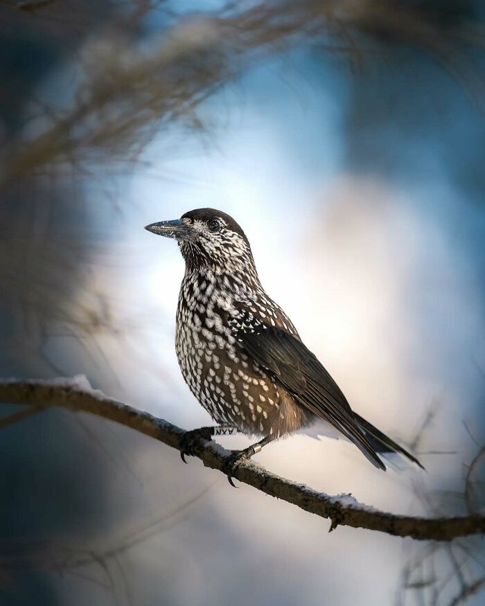 Close-up photo of a speckled bird perched on a branch, showcasing wildlife captured by a Finnish photographer.