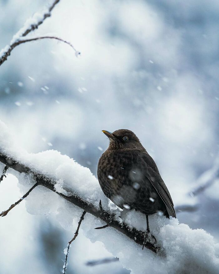 Close-up of a bird on a snowy branch, showcasing wildlife photography by a Finnish photographer.