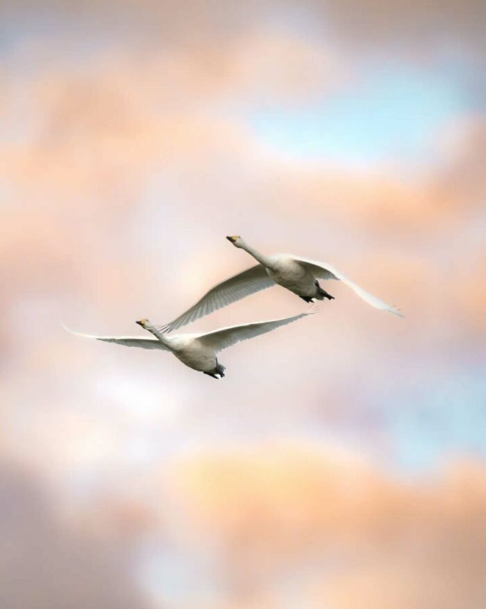 Close-up photo of two swans in flight against a colorful sky, captured by a Finnish wildlife photographer.