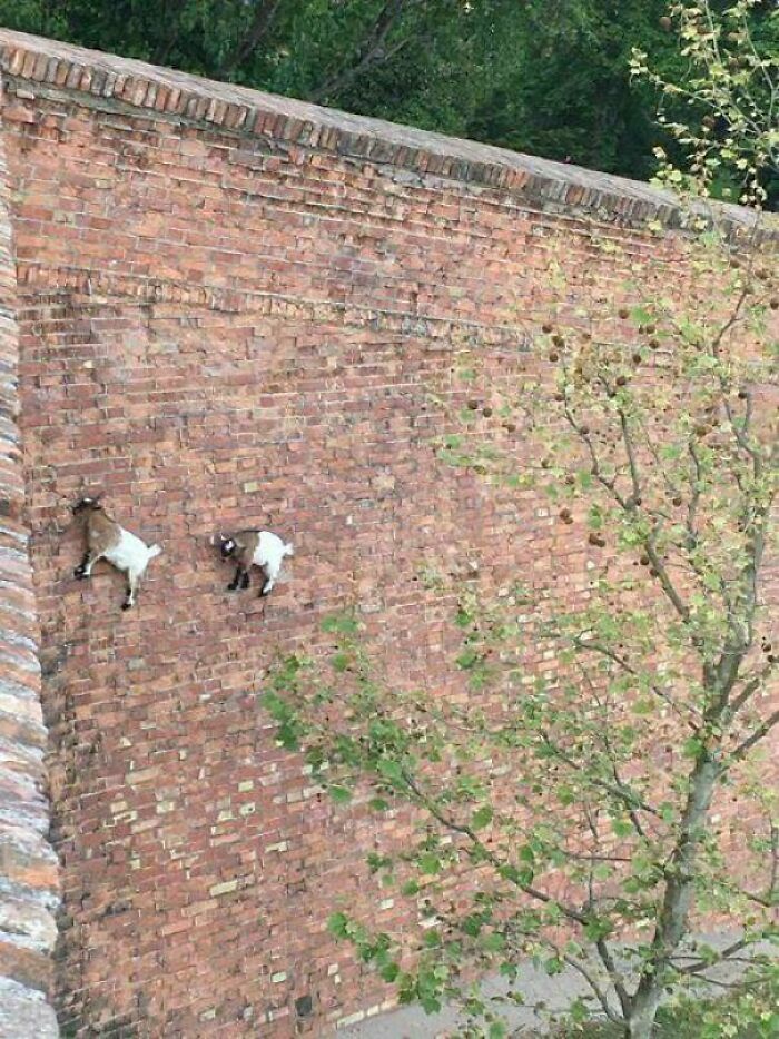 Goats climbing a steep brick wall, showcasing fascinating animal behavior.