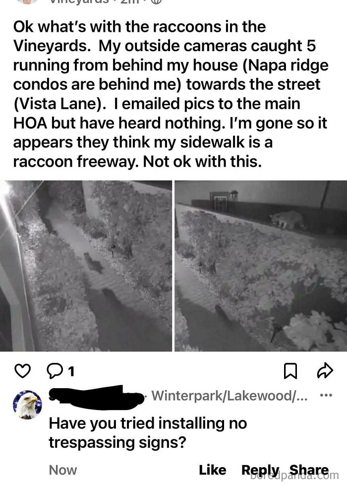 Neighborhood app post showing raccoons on sidewalk captured by security cameras with comments about trespassing signs
