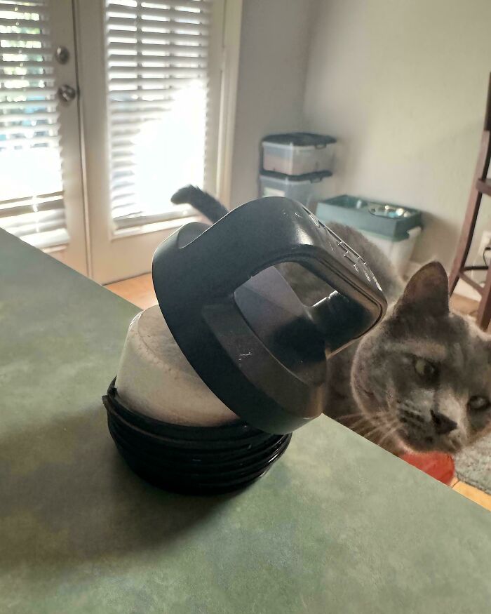 A cat curiously observes an upside-down pepper grinder on a kitchen counter, adding mildly interesting intrigue to the scene.