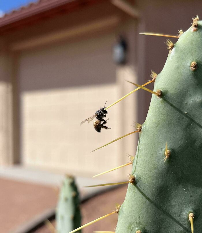 Bee suspended on cactus thorn, mildly interesting scene in a desert setting.