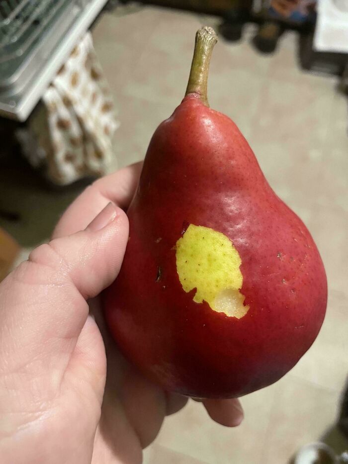 Hand holding a red pear with a yellow patch resembling a bird's silhouette; mildly interesting detail.