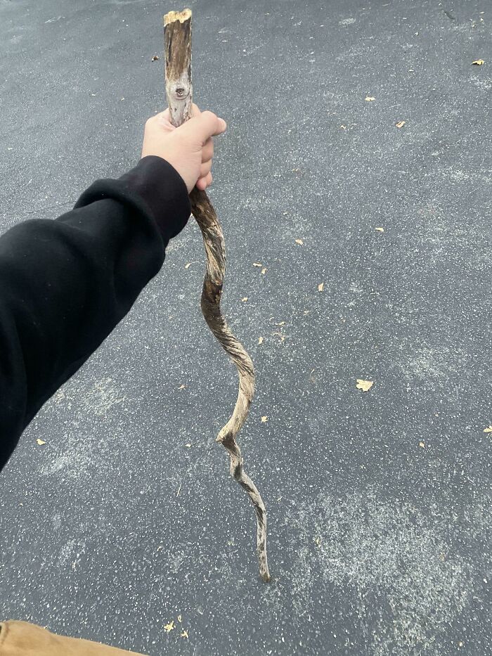 Hand holding a twisted stick with a spiraling pattern, on a paved ground. Mildly interesting outdoor find.