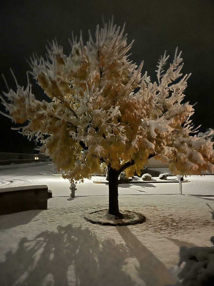 Snow-covered tree under night sky, showcasing a mildly interesting winter scene.