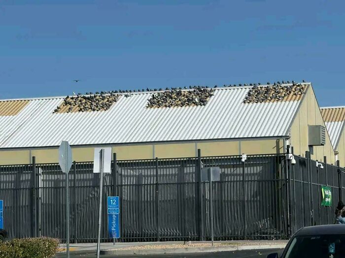 Large flock of birds perched on a sunny metal roof, creating mildly interesting patterns against a clear blue sky.