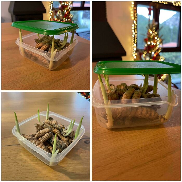 Plastic container with sprouting ginger roots, creating a mildly interesting and amusing display on a wooden table.