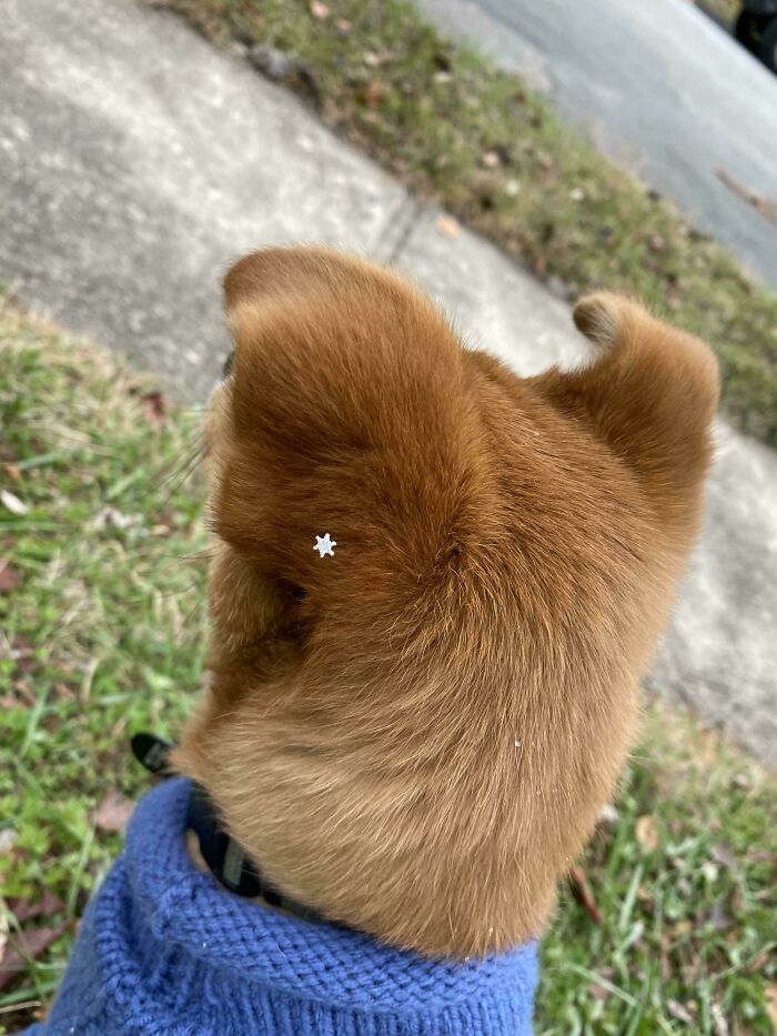 Dog with a tiny white star on its ear, wearing a blue sweater, viewed from behind; an example of mildly interesting pics.