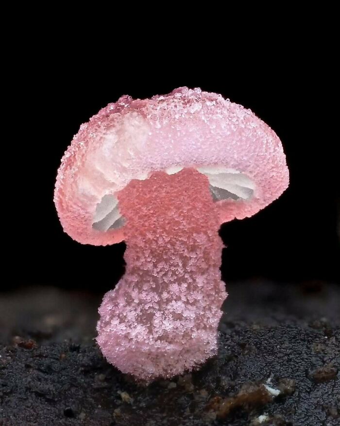 Pink crystal-like mushroom on dark soil, showcasing one of the fascinating facts and images.