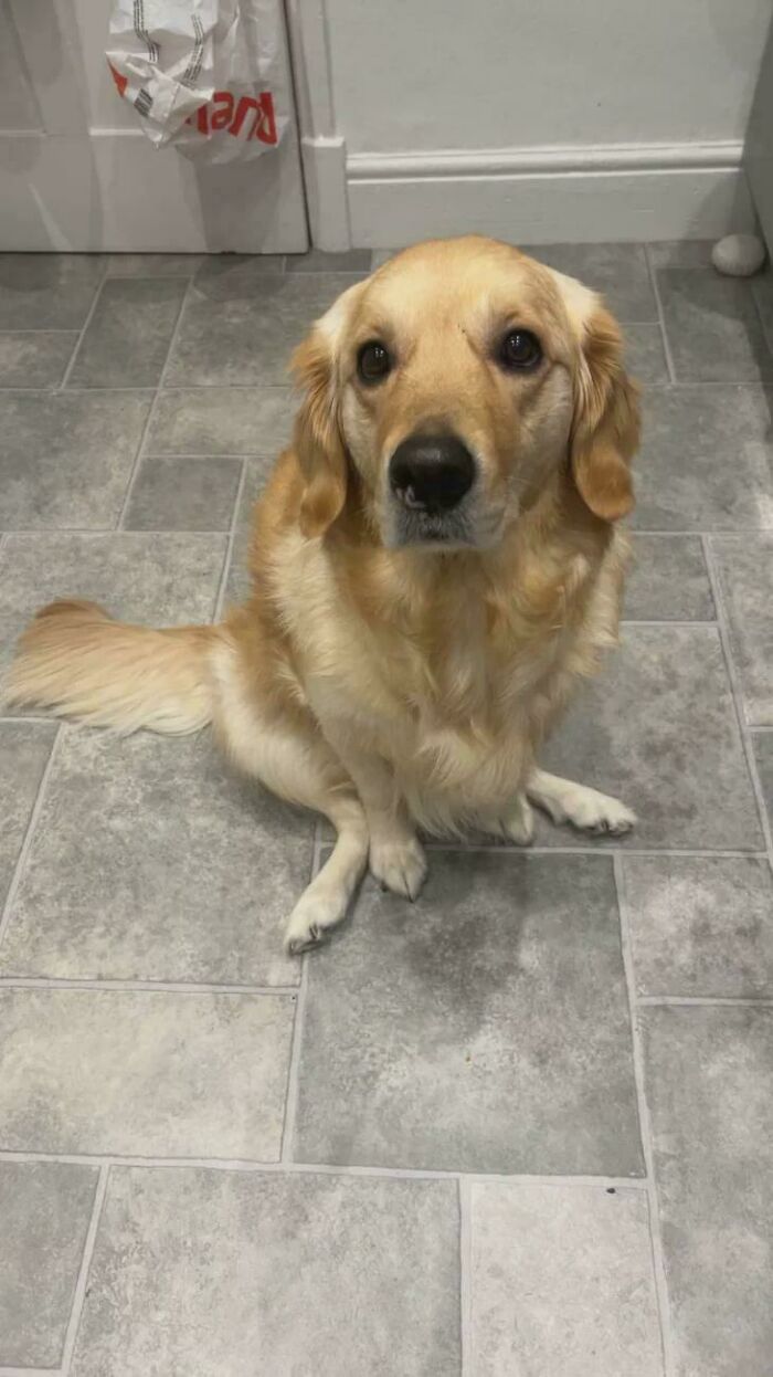 Golden retriever sitting awkwardly on a tiled floor, showcasing its unique dog shenanigans.