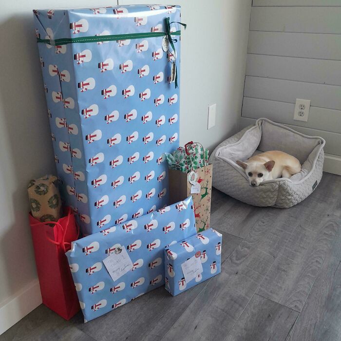 A small dog in a bed looking at numerous large wrapped gifts, highlighting consumerism themes.