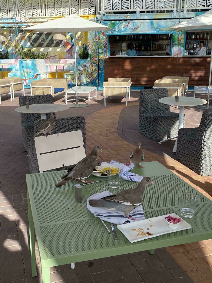 Birds acting like jerks, eating food off an outdoor restaurant table.