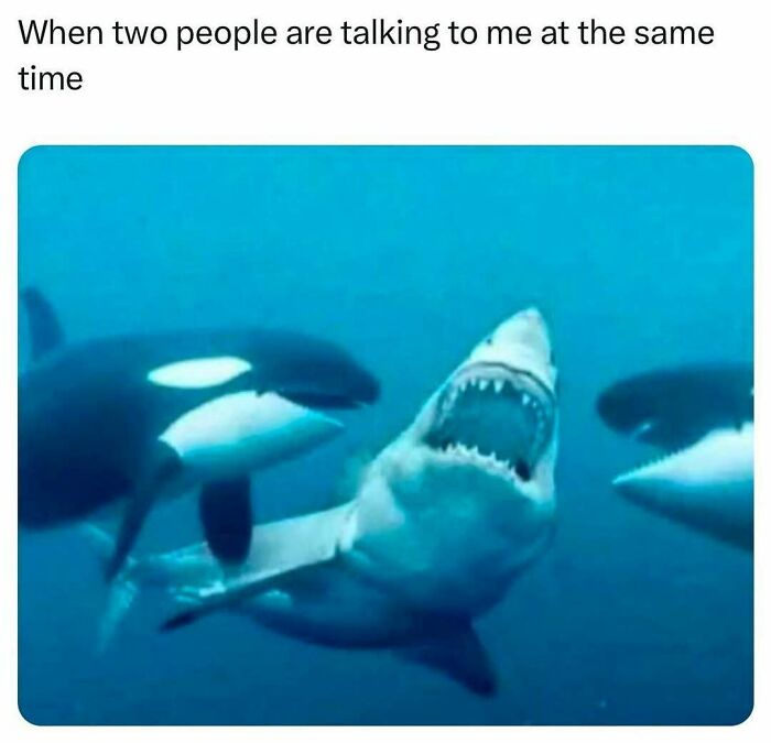 Humorous underwater scene with two orcas and a shark, illustrating barely holding it together in a funny post.