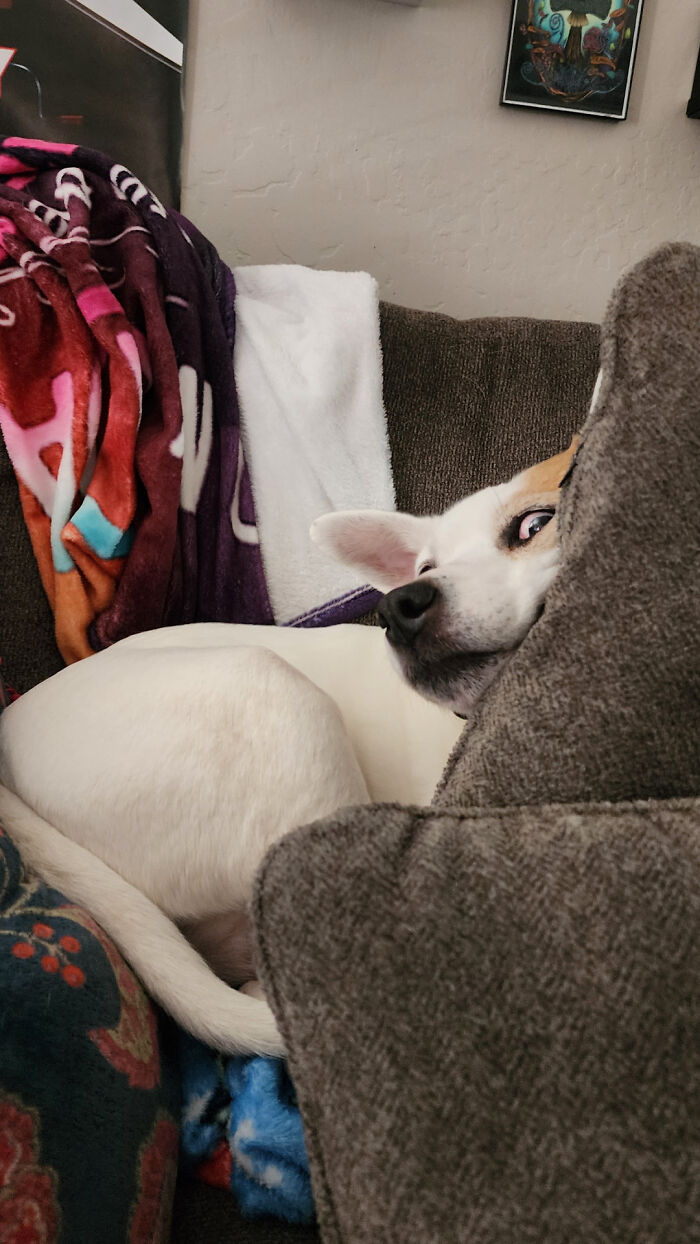 A puzzled dog nestled awkwardly among couch cushions, creating a comical scene.