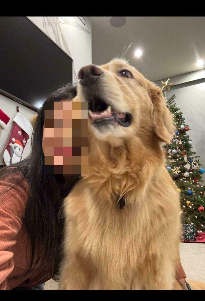 Golden retriever with Christmas tree in background, displaying amusing behavior next to owner.