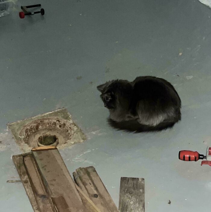A creepy image of a dark cat sitting on a concrete floor next to a drain and wooden planks, related to Hair of Kids.