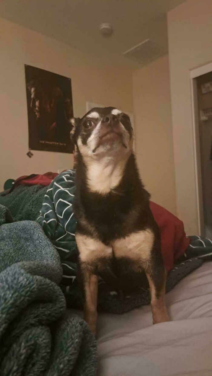 Dog with a puzzled expression sitting on a bed, showcasing its quirky shenanigans.