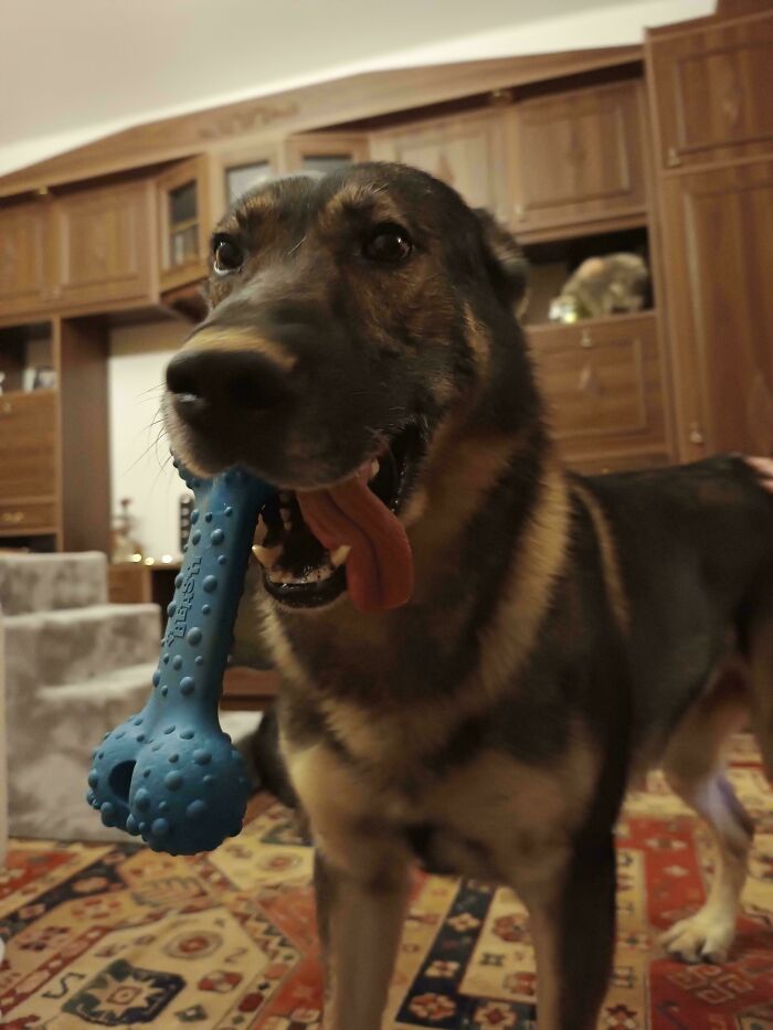 Dog with a blue chew toy, displaying a quirky expression in a cozy living room setting.