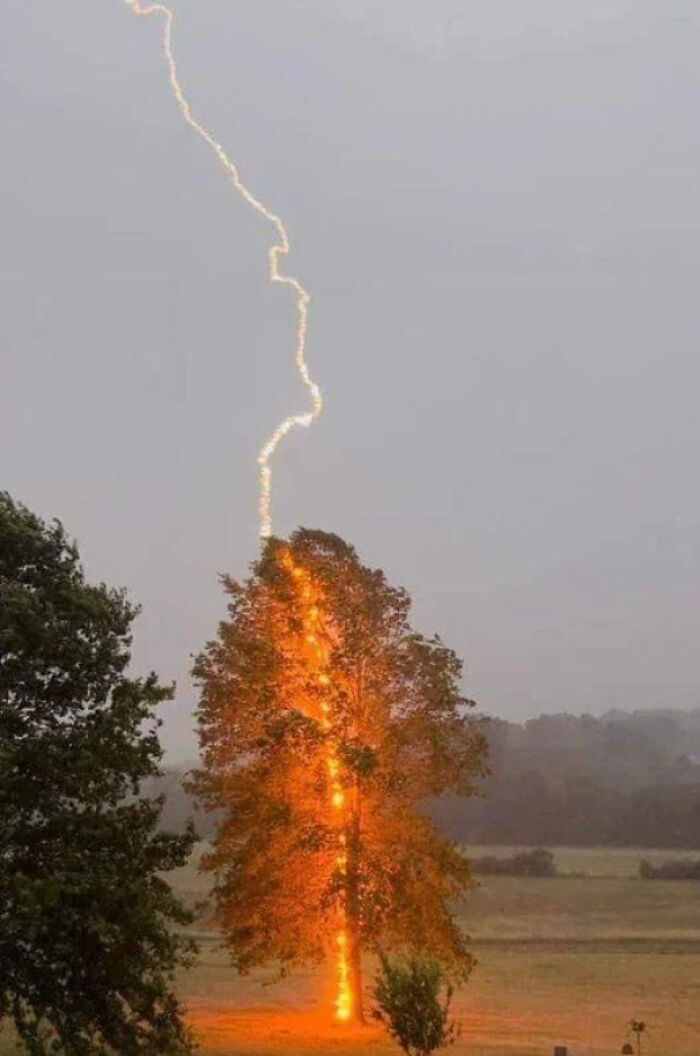 Lightning striking a tree, setting it ablaze in a fascinating display of nature's power.