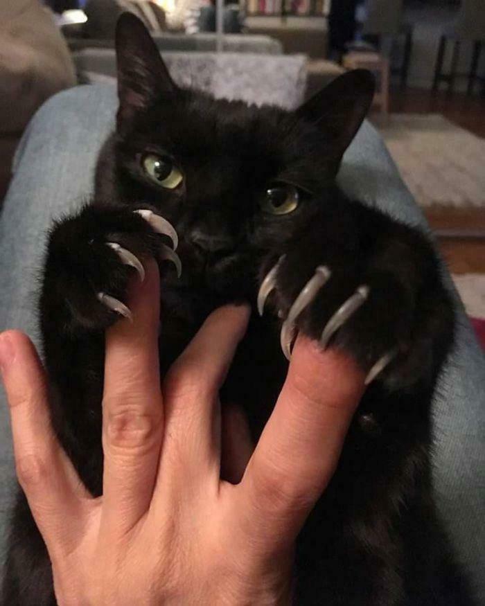 Black cat displaying sharp claws while playfully holding a person's fingers.