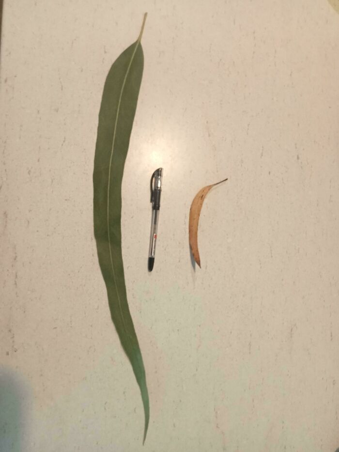 Large eucalyptus leaf beside a pen and smaller leaf, showcasing Australia’s unique flora.