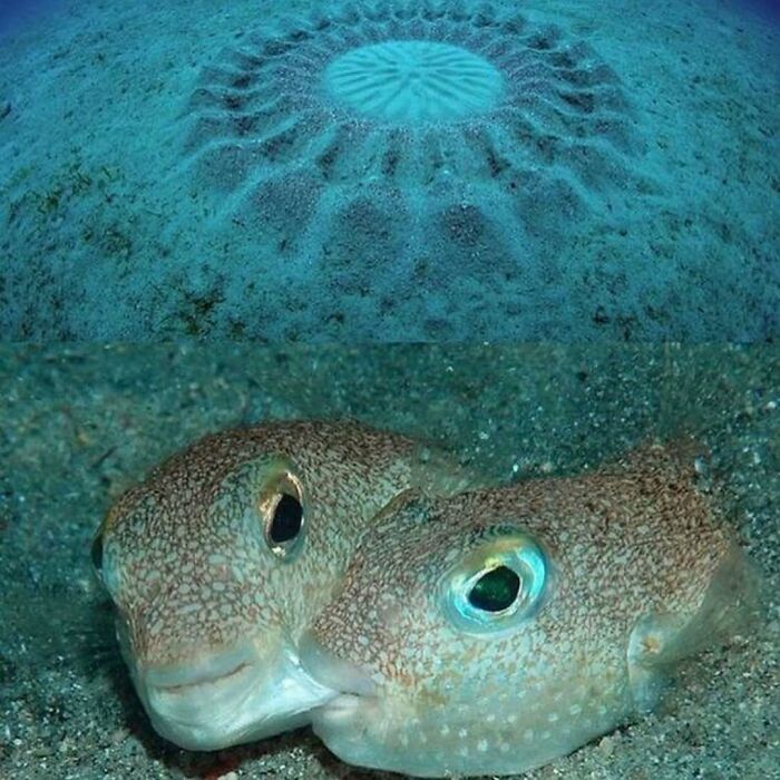 Underwater scene showing two fish beside a circular pattern on the ocean floor, illustrating random photos to process.