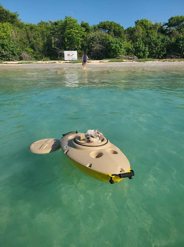 Spoiled pet dog relaxing in a small kayak on clear turquoise water near a sandy beach.
