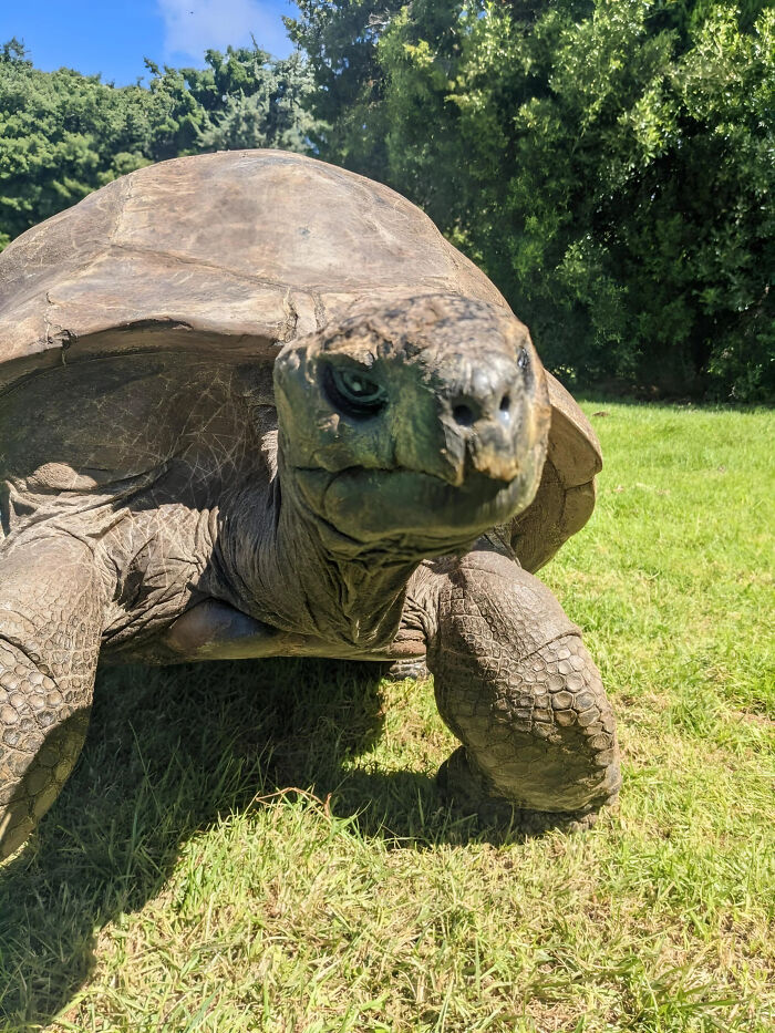 Close-up of a giant tortoise on grass, showcasing fascinating details and textures.