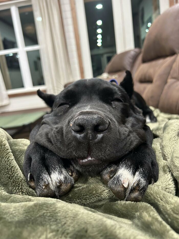 A black dog resting with its face squished on a green blanket, looking cute and relaxed indoors.